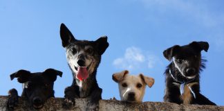 Black And White Short Coated Dogs