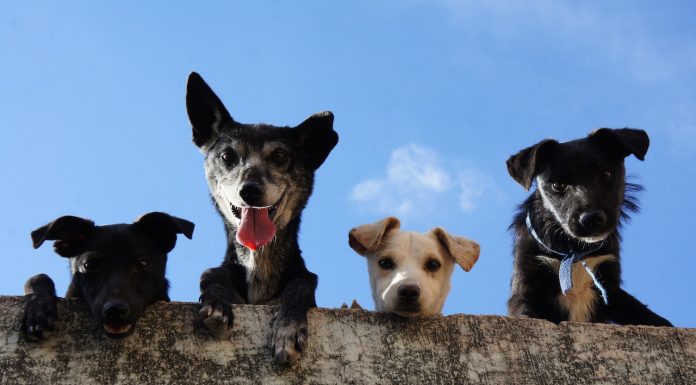 Black And White Short Coated Dogs